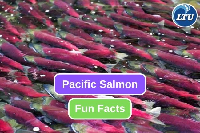 10 Impressive Facts about Pacific Salmon